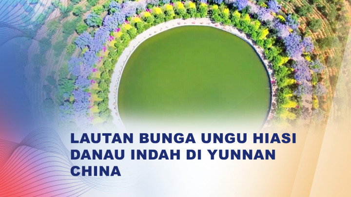 Pesona Musim Semi, Hamparan Bunga Ungu Memikat Wisatawan di China