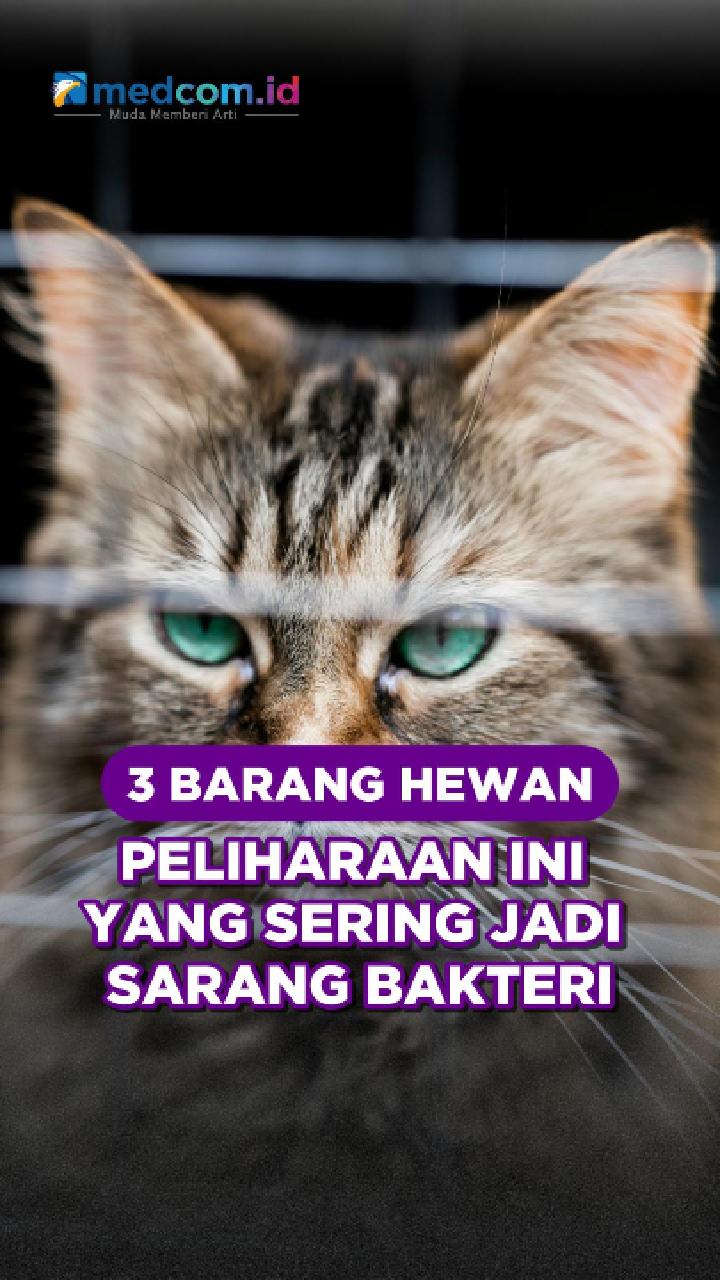 Jangan Abaikan! Perlengkapan Hewan Peliharaan Ini Bisa Jadi Sarang Bakteri