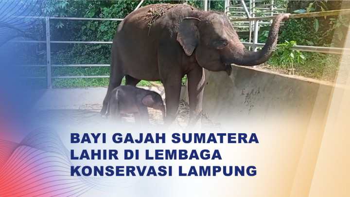 Bayi Gajah Sumatera Lahir di Lampung, Jadi Harapan Baru Konservasi Satwa Langka