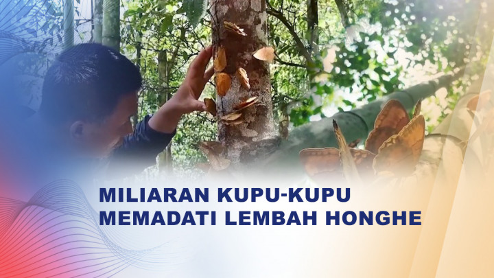 Miliaran Kupu-Kupu Penuhi Langit Yunnan, Fenomena Terbesar dalam 10 Tahun