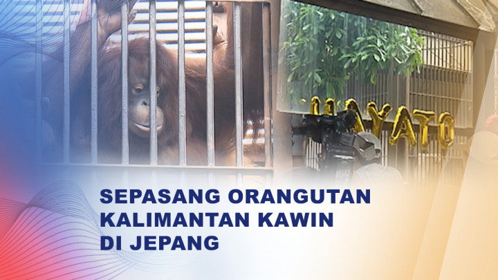 Sepasang Orang utan Kalimantan Gelar 'Resepsi Perkawinan' di Jepang