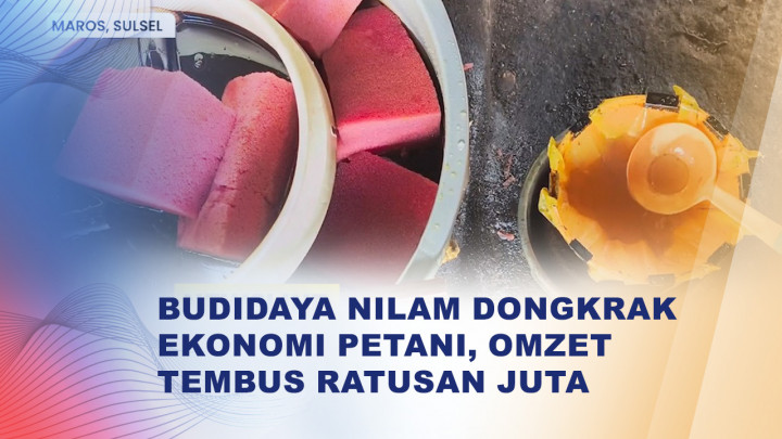 Petani Maros Raup Cuan dari Budidaya Nilam dan Produksi Minyak Atsiri