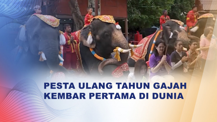 Pesta Ulang Tahun Spesial untuk Gajah Kembar Langka di Thailand