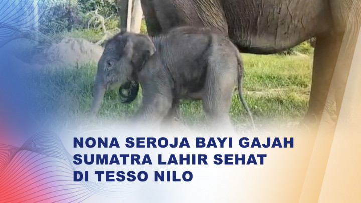 Menggemaskan, Bayi Gajah 'Nona Seroja' Jadi Penghuni Baru Tesso Nilo