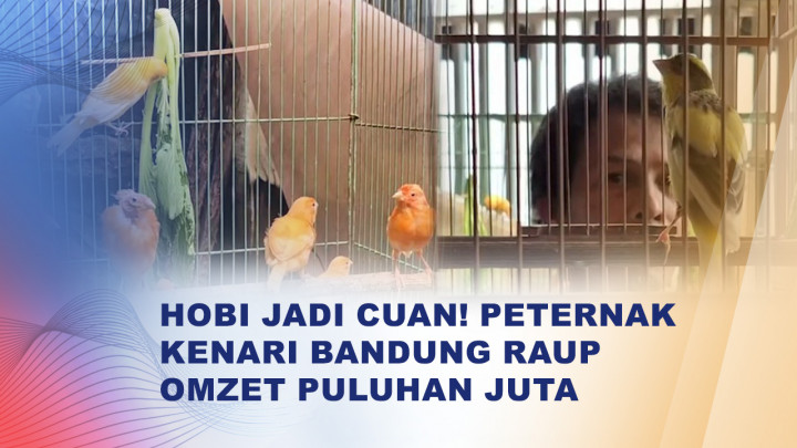 Berawal dari Hobi, Peternak Kenari di Bandung Raup Omzet Puluhan Juta Per Bulan