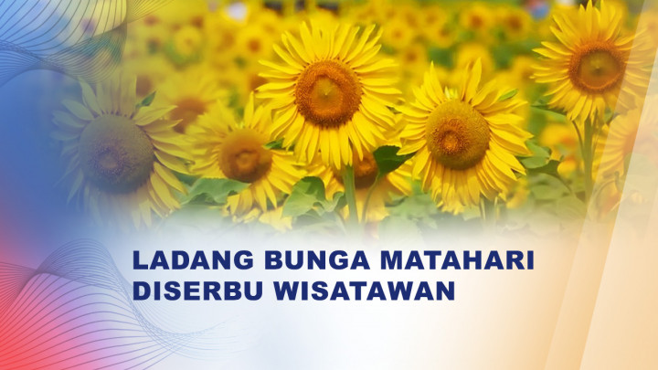 Ladang Bunga Matahari Bermekaran, Desa di Tiongkok Diserbu Wisatawan