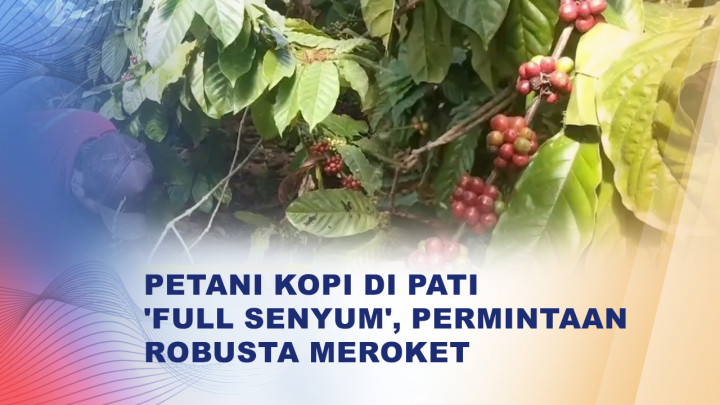 Panen Melimpah dan Harga Meningkat, Petani Kopi di Pati Raup Cuan