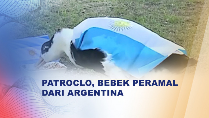 Viral! Bebek Bernama Patroclo Ramalkan Kemenangan Timnas Argentina