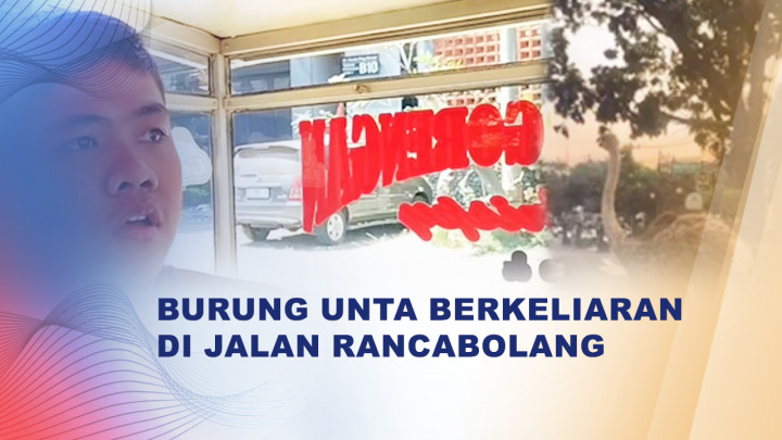 Burung Unta Lepas di Bandung Bikin Heboh, Begini Kronologinya