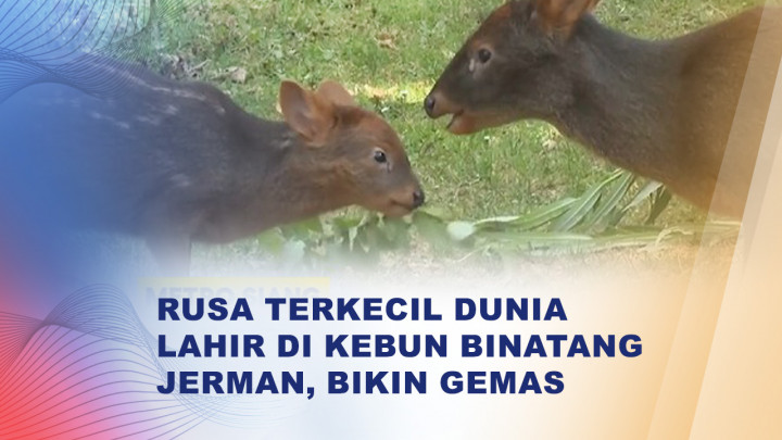 Mengenal Pudu, Rusa Terkecil di Dunia yang Kini Bertambah di Kebun Binatang Cologne