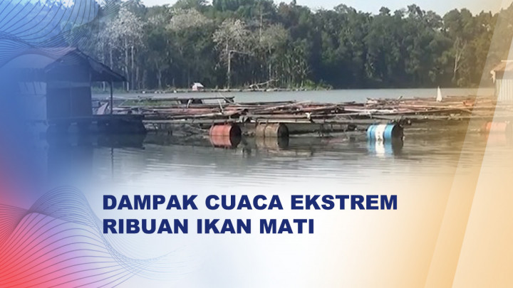 Cuaca Ekstrem, Ribuan Ikan Mati Mendadak di Ranu Klakah