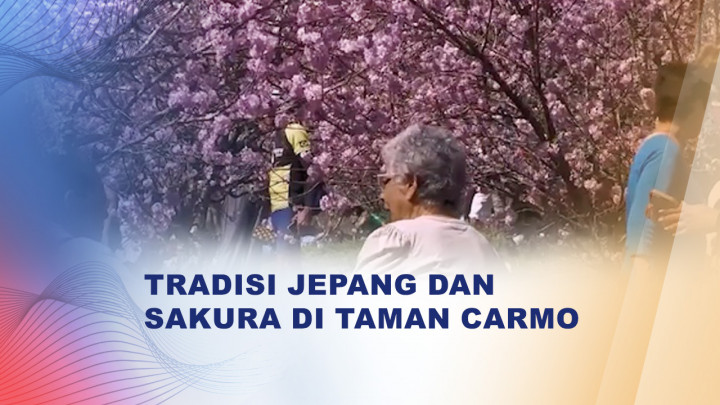 Lautan Bunga Sakura Mekar di Sao Paulo, Ribuan Pengunjung Padati Festival