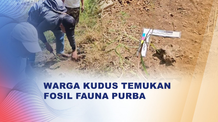 Cari Rumput, Warga Kudus Malah Temukan Fosil Raksasa Diduga Hewan Purba