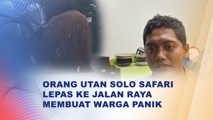 Bikin Geger, Orang Utan Solo Safari Kabur hingga Tepi Jalan