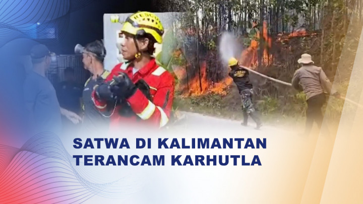 Karhutla Mengancam Habitat Satwa di Kalimantan