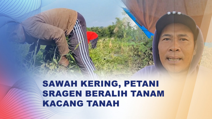 Sawah Mengering, Kacang Tanah Jadi Cuan Petani Sragen