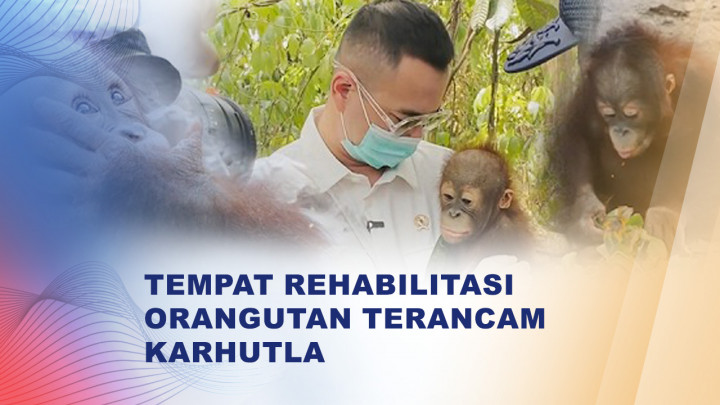 Karhutla Berau Ancam Kawasan Rehabilitasi Orangutan