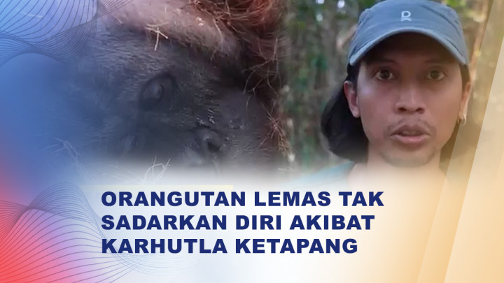 Orangutan Lemas Terpapar Asap Karhutla Dievakuasi di Ketapang