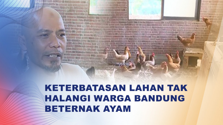 Keterbatasan Lahan, Pria di Bandung Ternak Puluhan Ayam di Kamar Kos