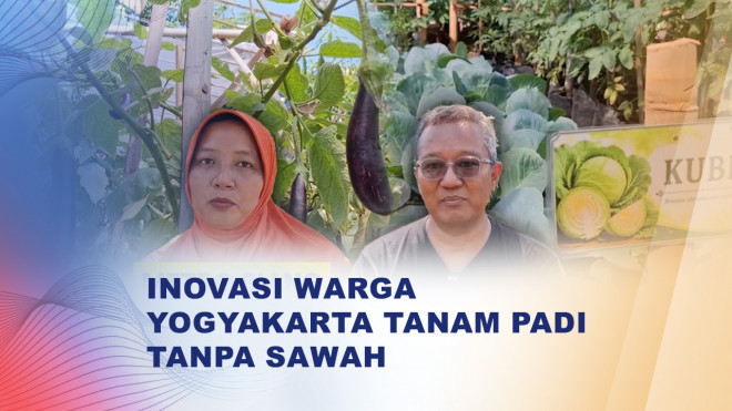 Warga Yogyakarta Coba Tanam Padi di Galon Bekas