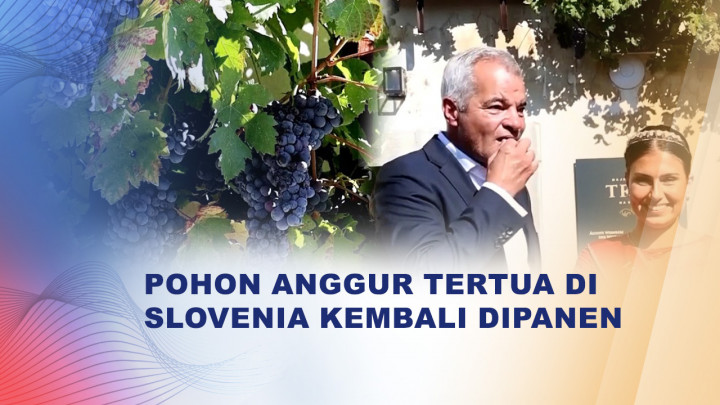 Usianya Lebih dari 400 Tahun, Pohon Anggur di Slovenia Masih Berbuah
