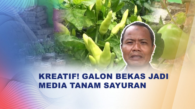 Dari Galon Bekas hingga Panen Sayur, Cara Sekolah di Sleman Ajarkan Ketahanan Pangan