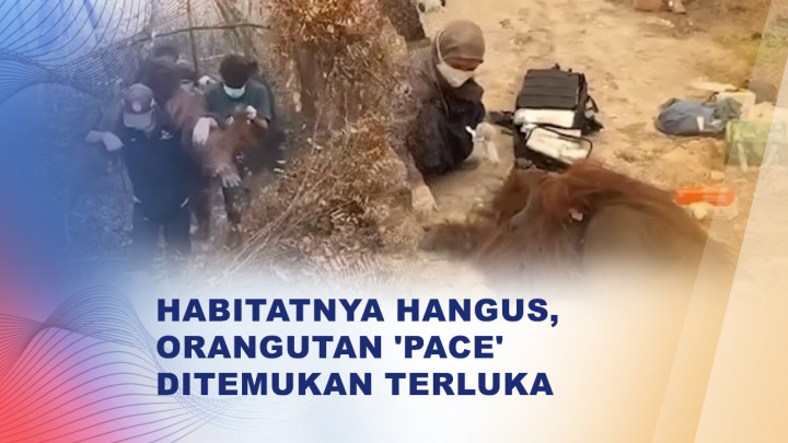 Orangutan Pace Dievakuasi Usai Terluka Akibat Kebakaran Hutan di Kalteng