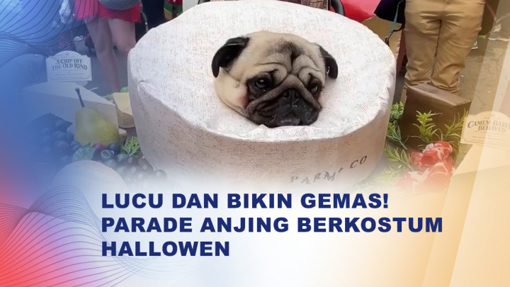 Ratusan Anjing Berkostum Meriahkan Parade Halloween di New York