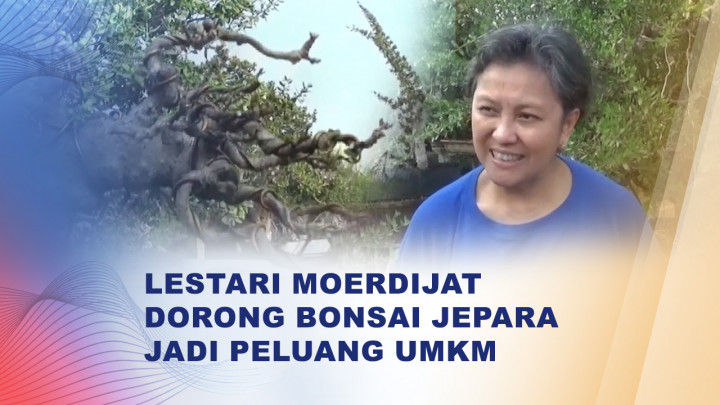 Peluang Bisnis Bonsai di Jepara, dari Koleksi Seni hingga Produk Suvenir