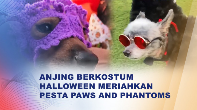 Intip Keseruan Paws and Phantoms, Pesta Kostum Halloween untuk Hewan Peliharaan
