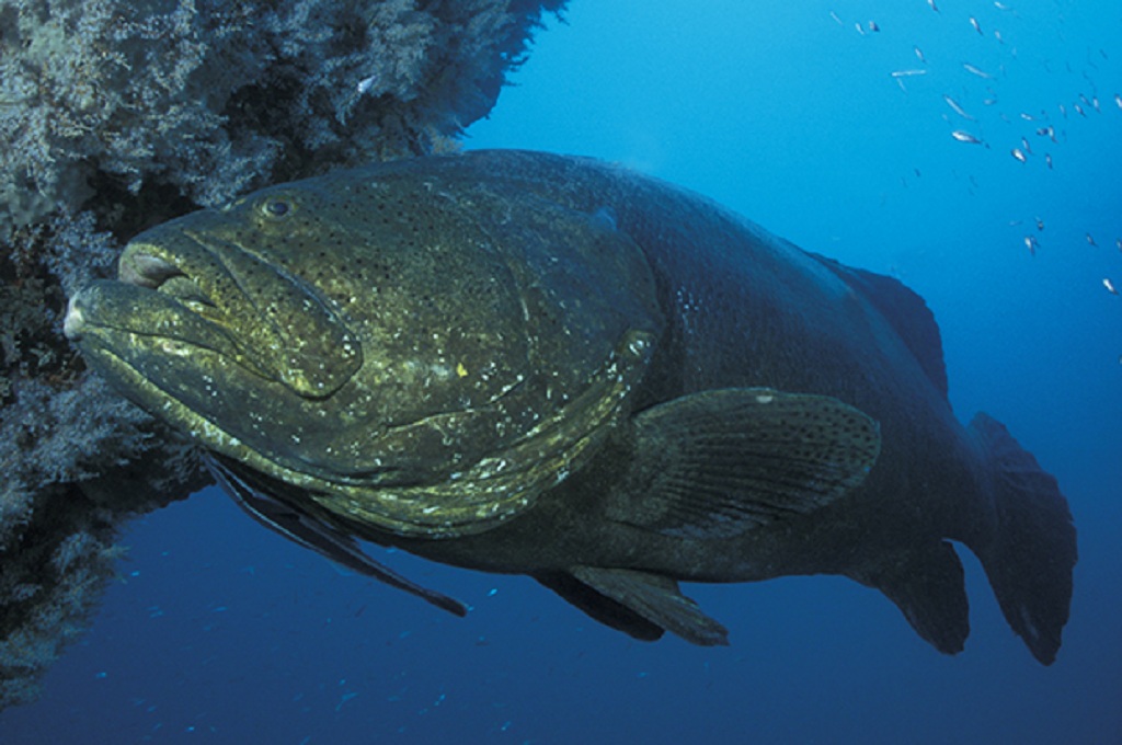 Ikan Kerapu Raksasa Telan Hidup Hidup Seekor Hiu