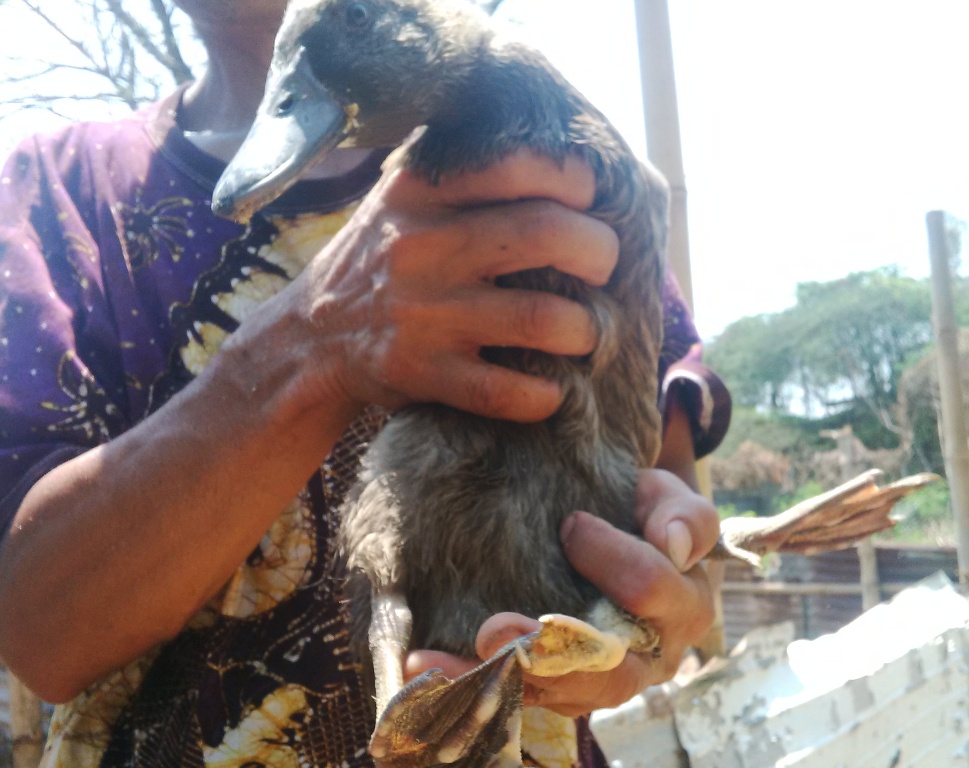 Bebek Berkaki Tiga Dibanderol Rp3 Juta