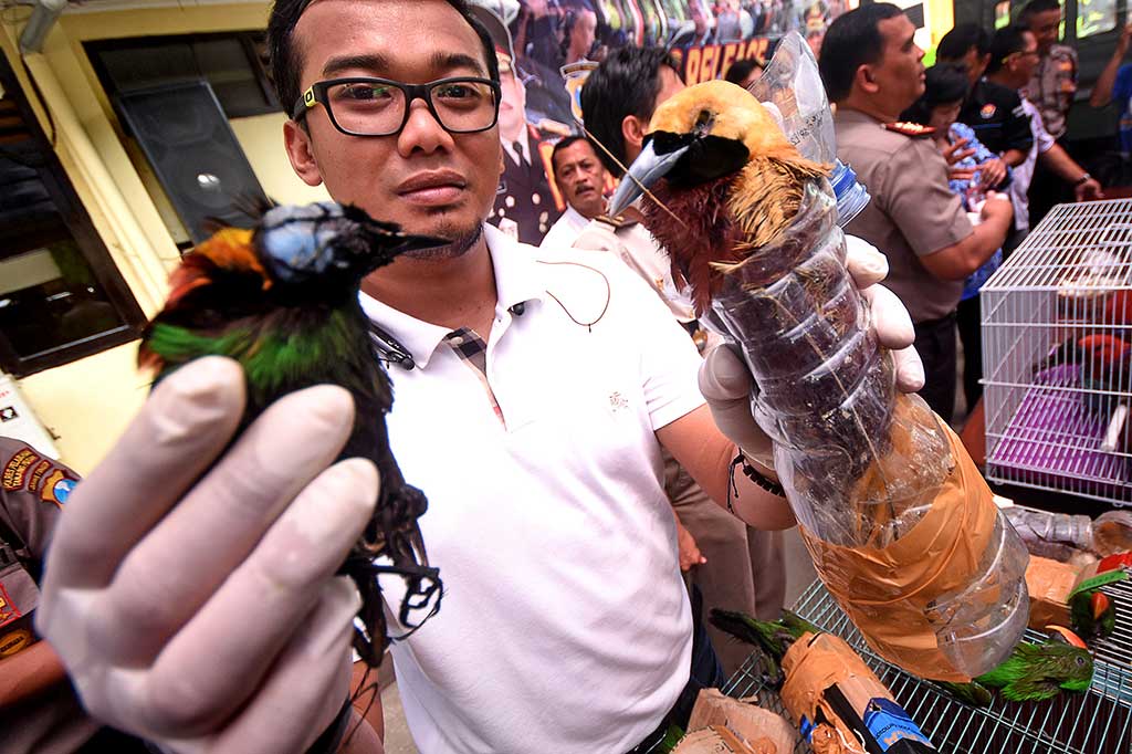 Polisi Gagalkan Penyelundupan Burung Dilindungi