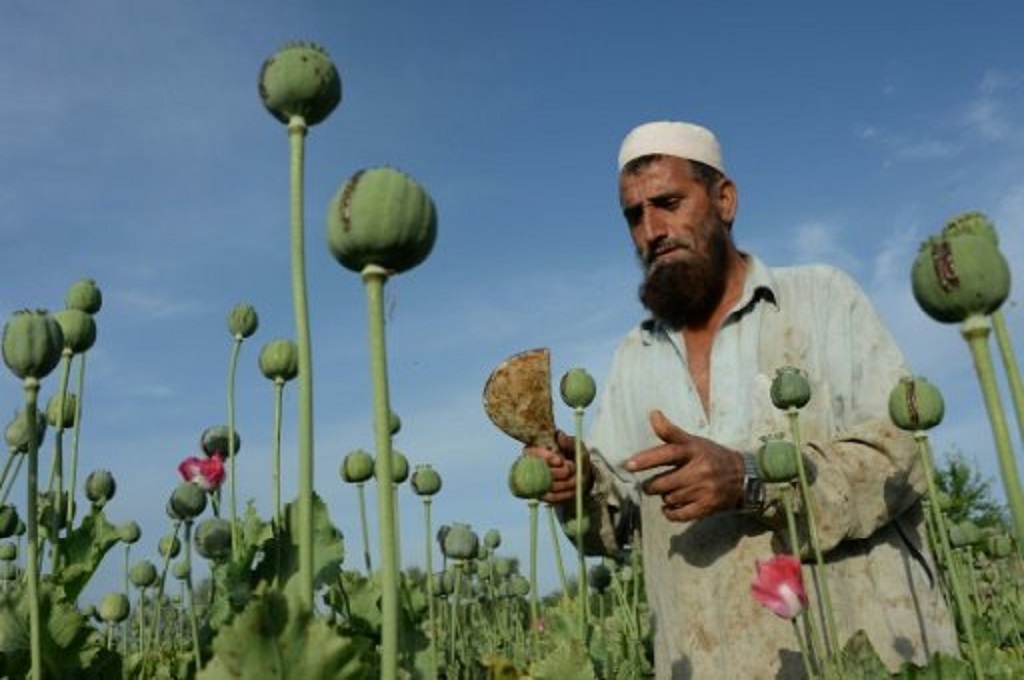 Panen Berlimpah Dorong Ledakan Bisnis Opium Di Afghanistan