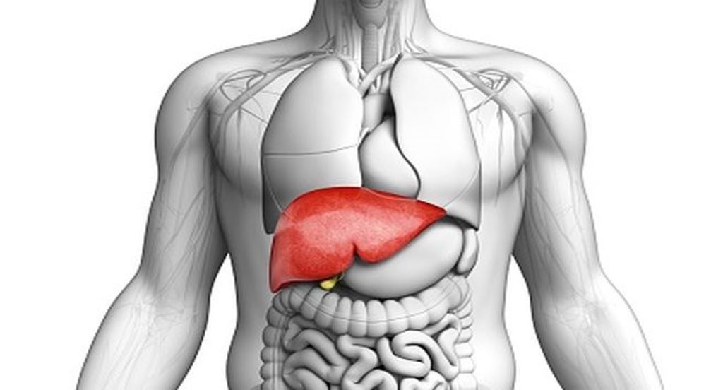 Gambar Organ Tubuh Manusia Diansari636