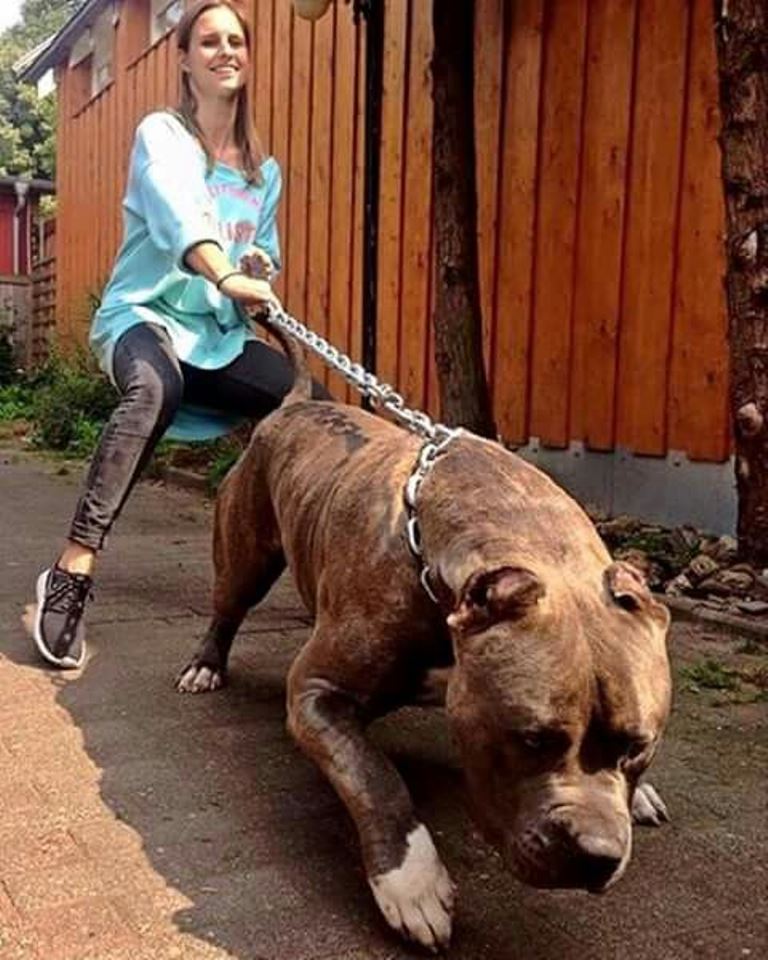 Sejarah Kecenderungan Pit Bull Yang Terkenal Ganas