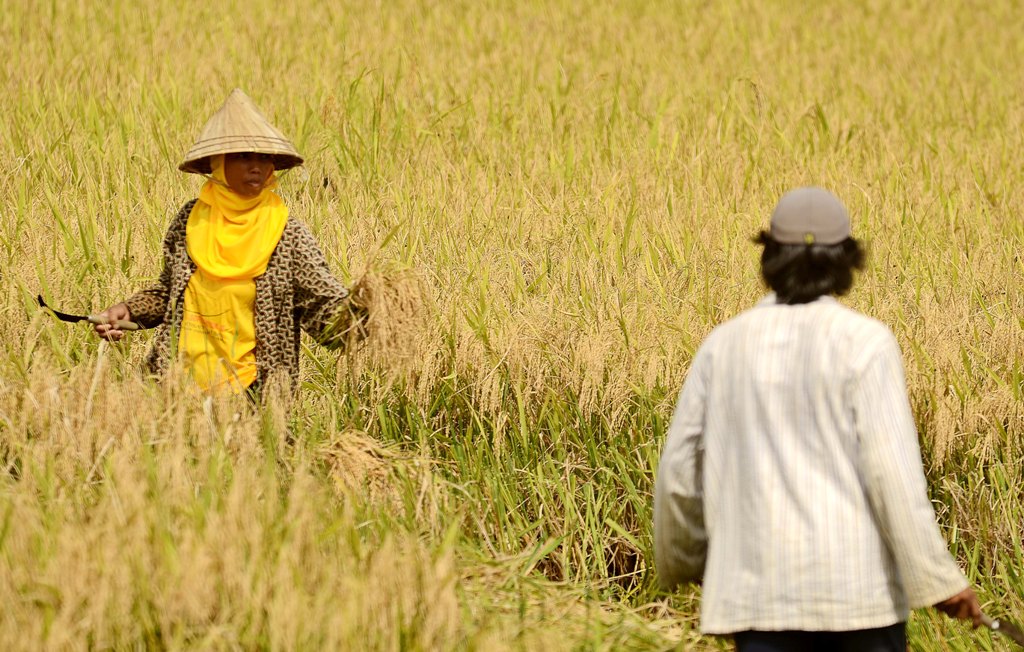 Nilai Tukar Petani Kaltim Naik 0,74%