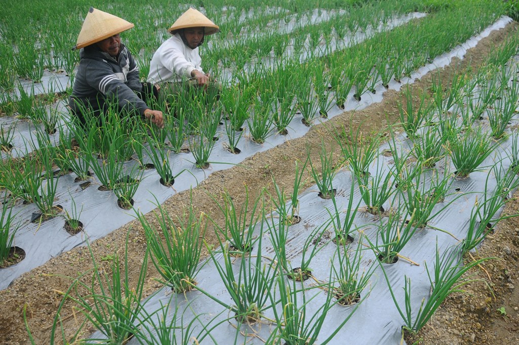 HKTI: Komoditas Pertanian Belum Mandiri