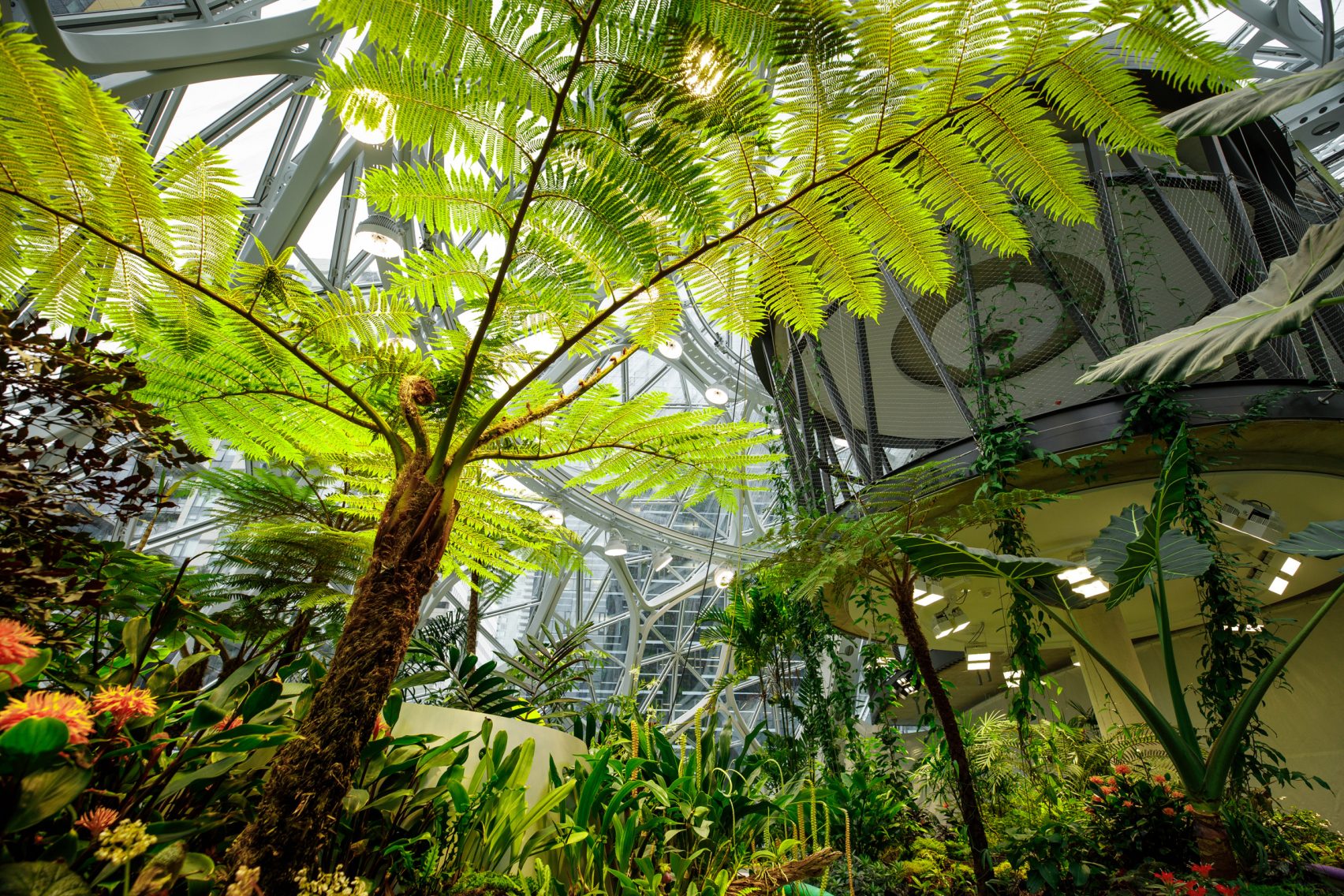 Hutan Amazon di Markas Amazon