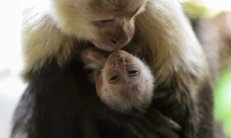 Germany Seeks to Fine Scientists over Monkey Experiments