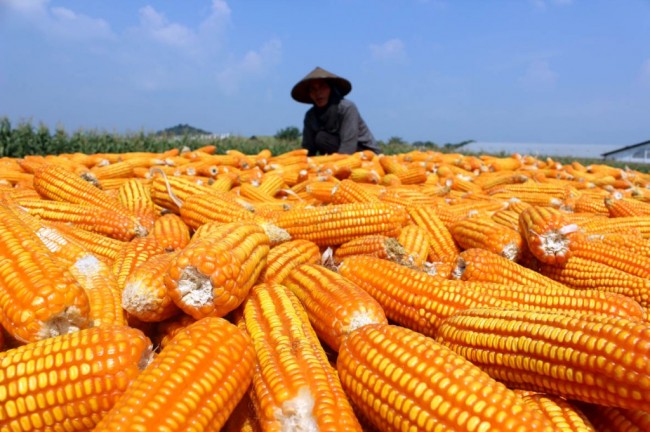 Penurunan Harga Jagung Kacang Tanah Pengaruhi Kesejahteraan Petani