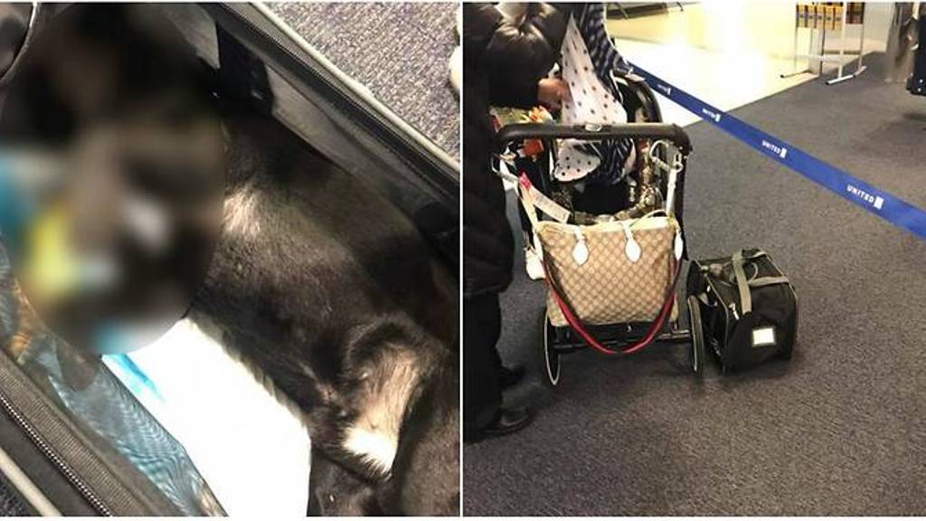 Anjing Mati Ditemukan di Bagasi Kabin United Airlines