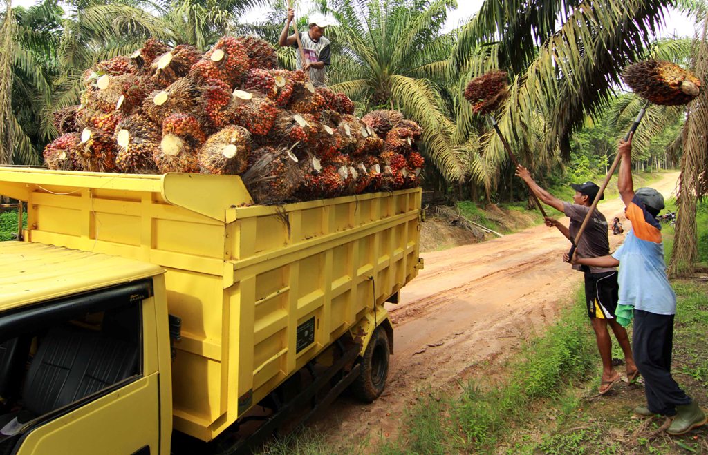 Harga CPO Masih di Level Terendah