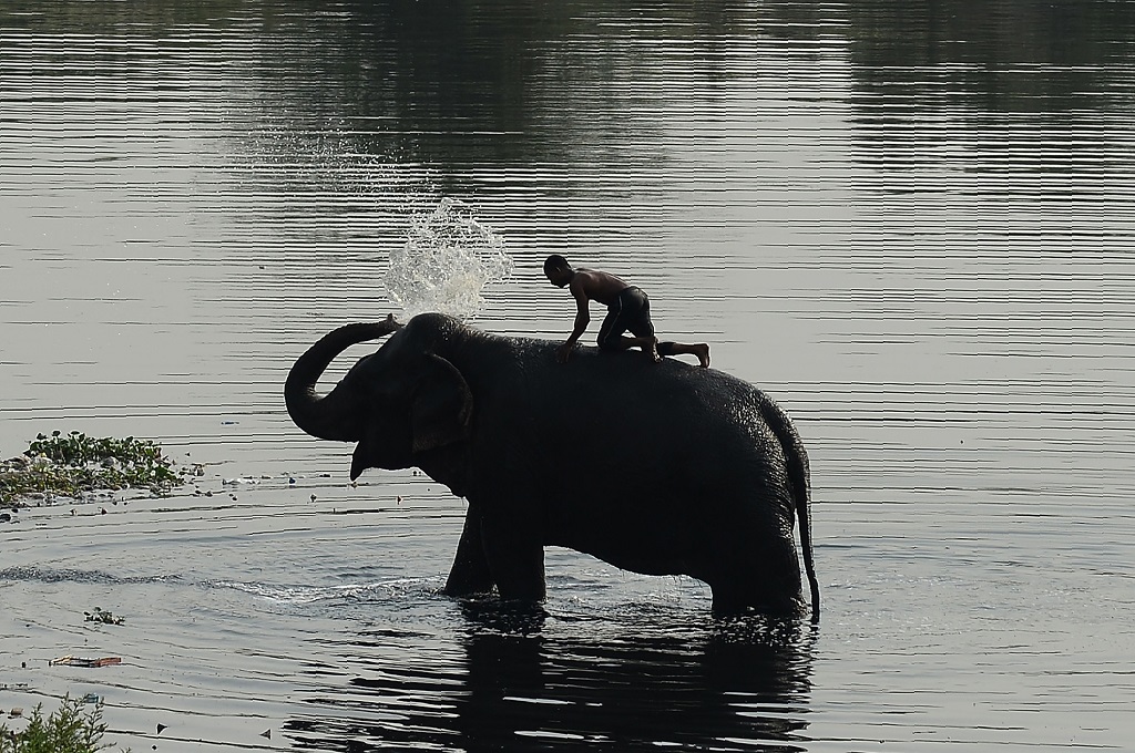 Empat Gajah Mati Tertabrak Kereta Api di India