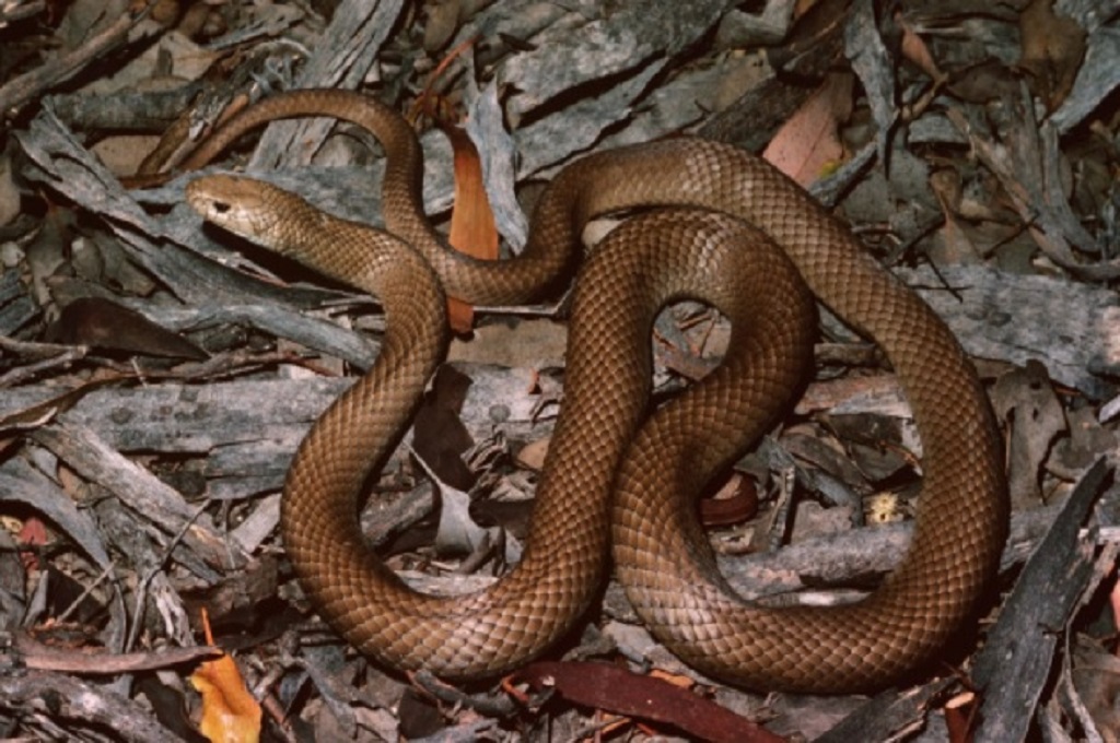 australia