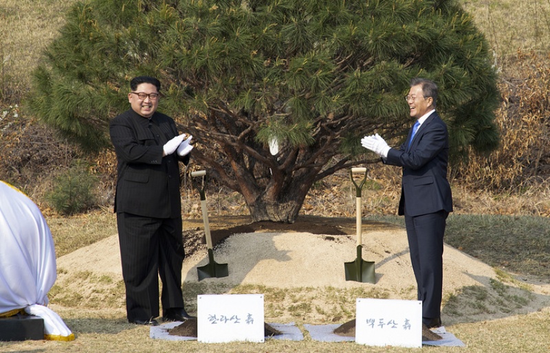 Pohon Pinus Simbol Perdamaian Dua Korea
