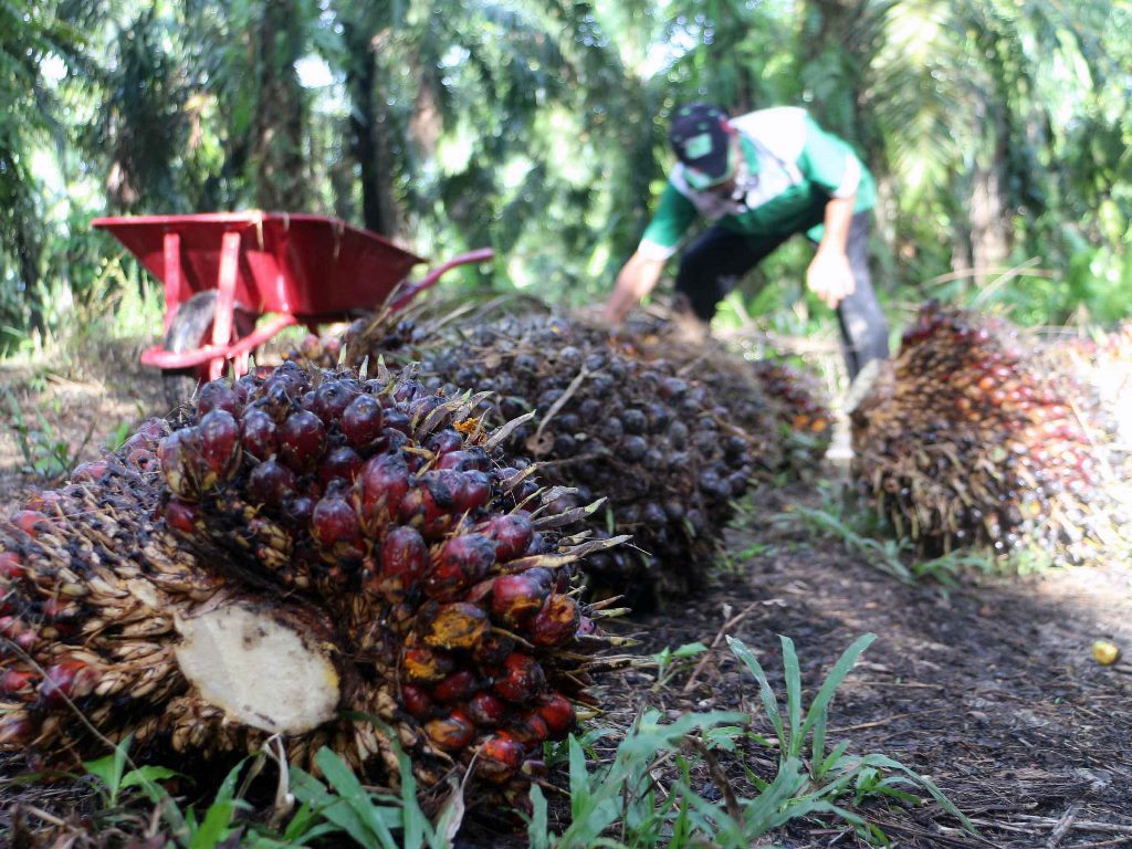 Industri Sawit Bisa jadi Objek Vital Nasional