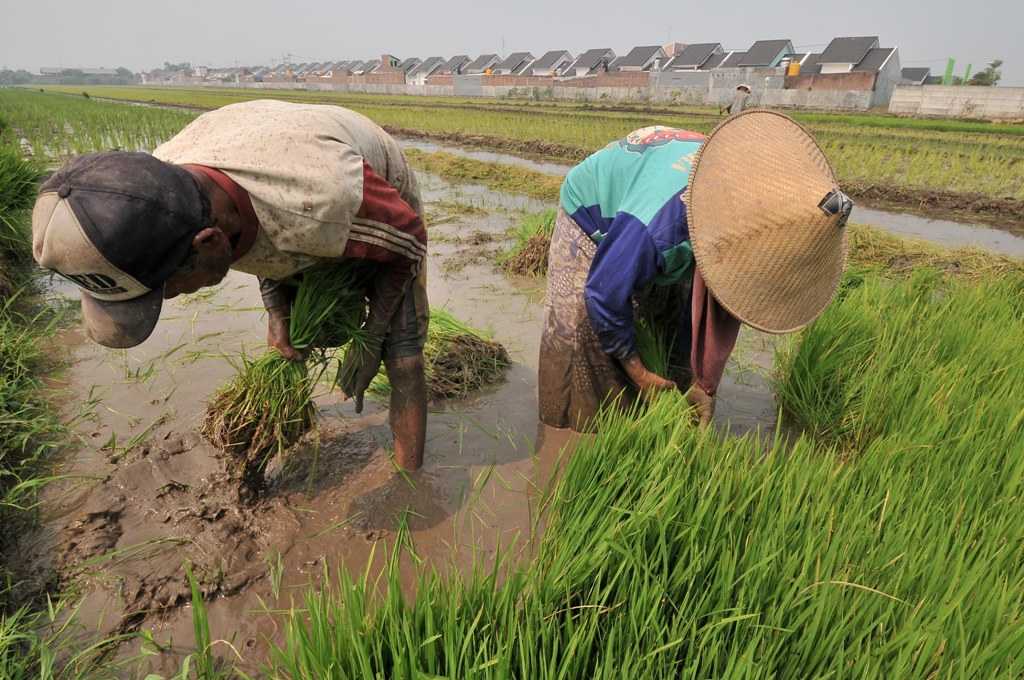 Mengedukasi Petani Meningkatkan Produktivitas Tanaman