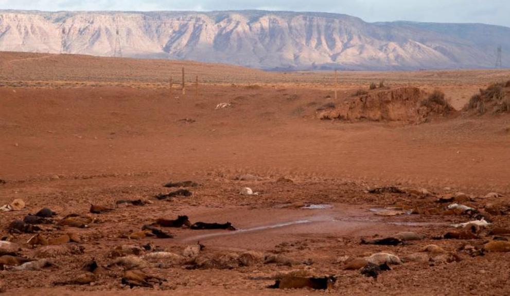 Hampir 200 Kuda Liar Mati Kehausan di Arizona