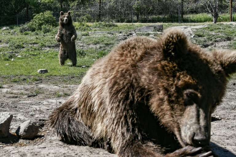 Traumatised Bears, Wolves Find Solace at Greek sanctuary